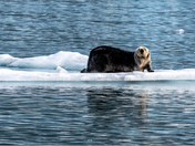 Glacier Bay National Park
