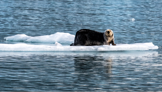 Glacier Bay National Park