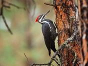 Pileated Woodpecker