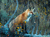 Grand Teton National Park