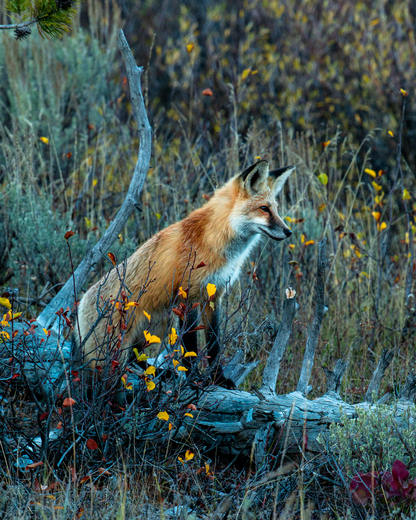 Grand Teton National Park