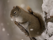 unhappy squirrel in the snow