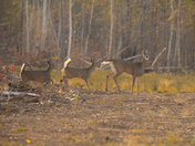 A Doe and her babies