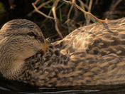 preening Mallard