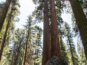 Sequoia National Park
