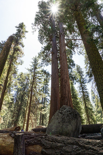 Sequoia National Park