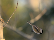 Chickadee dive bomb