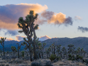 Joshua Tree National Park
