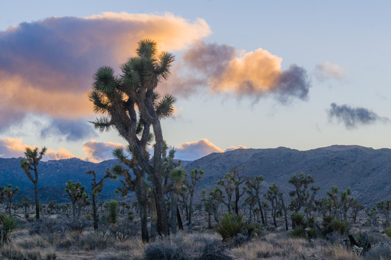 Joshua Tree National Park
