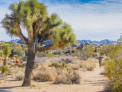 Joshua Tree National Park