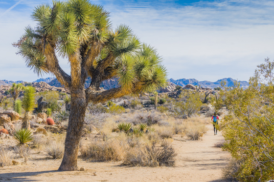 Joshua Tree National Park