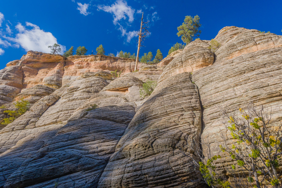 Coconino National Forest