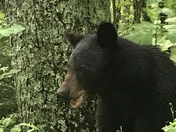 Smoky Mountains
