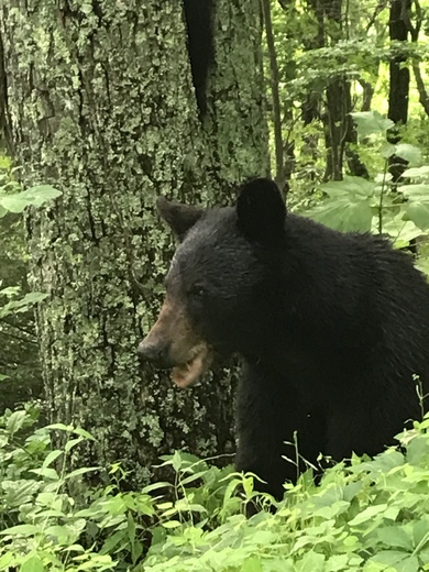 Smoky Mountains