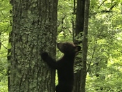 Smoky Mountains