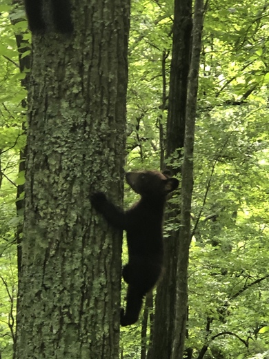 Smoky Mountains
