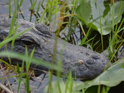 Everglades National Park
