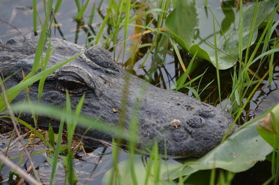 Everglades National Park