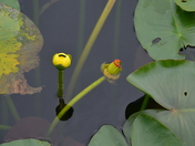 Everglades National Park