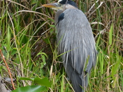 Everglades  National Park