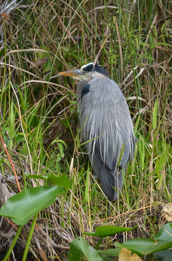 Everglades  National Park