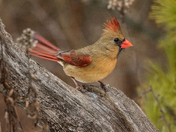 Northern Cardinal