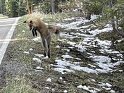 Yellowstone Park