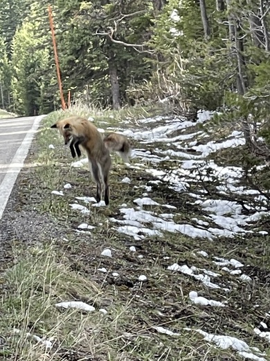 Yellowstone Park
