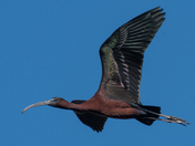 Chincoteague National Wildlife Refuge