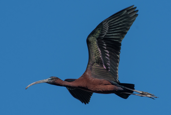 Chincoteague National Wildlife Refuge