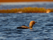 Loon Call