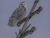 A Holy Perch