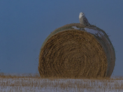 An Iconic Prairie Perch