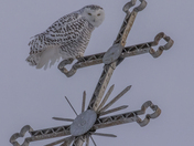 Looking Cross