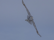 Soaring