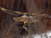 Redtail Hawk