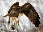 Redtail Hawk