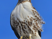 Redtail Hawk
