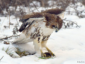Redtail Hawk