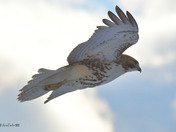 Redtail Hawk