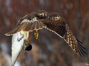 Redtail Hawk