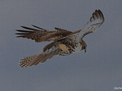 Redtail Hawk