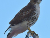 Redtail Hawk