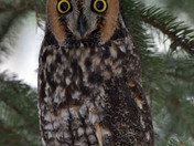 Long Eared Owl
