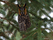 Long Eared Owl