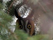 Long Eared Owl