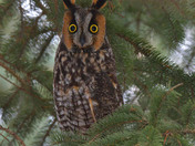 Long Eared Owl