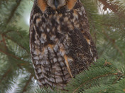 Long Eared Owl