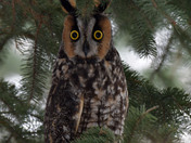 Long Eared Owl
