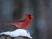 Northern Cardinal